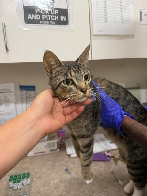 Adoptable Cat