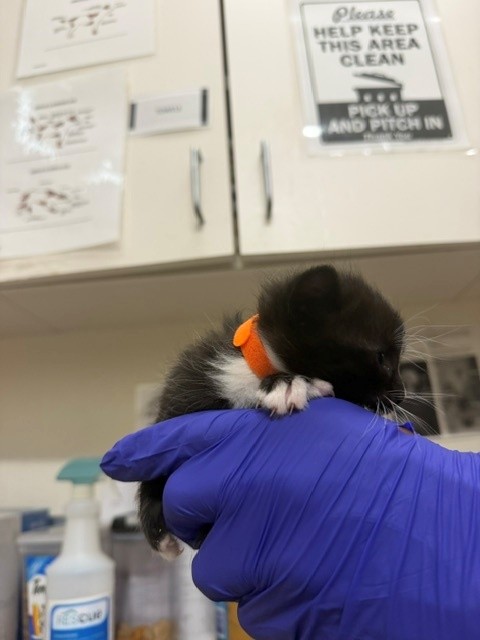 Orange Collar
