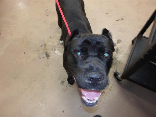 Adoptable Dog