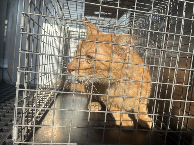 Adoptable Cat