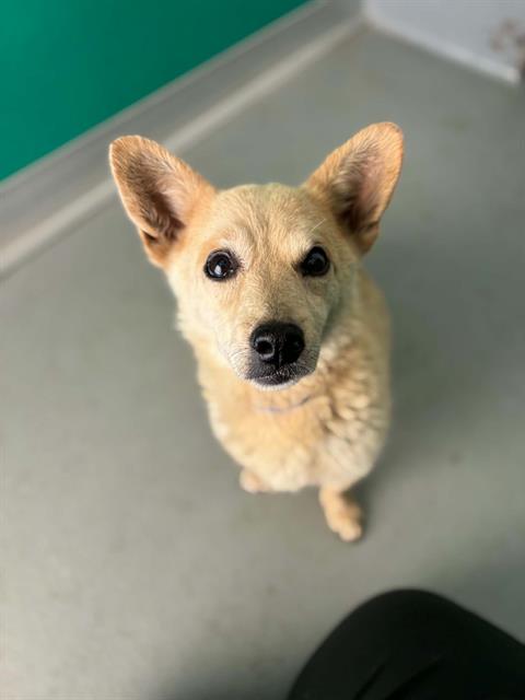 Adoptable Dog