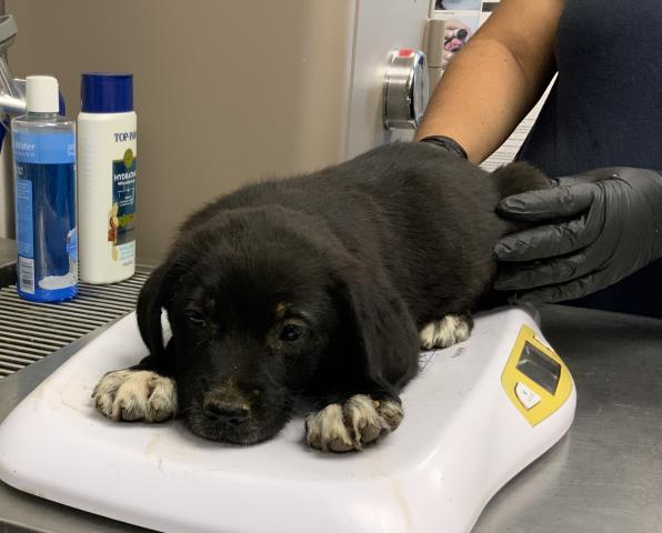 Adoptable Dog