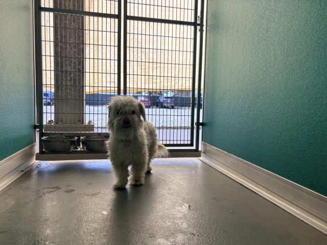 Adoptable Dog