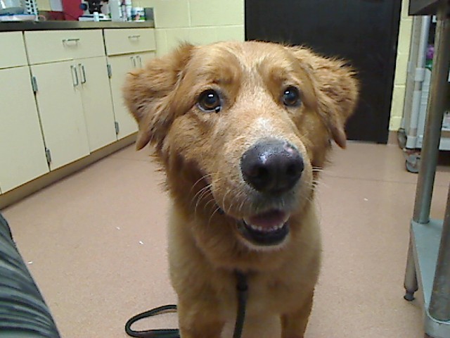 Buddy