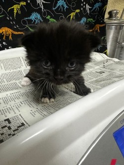 Adoptable Cat