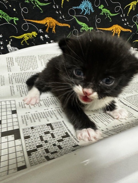 Adoptable Cat