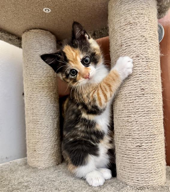 Caramel