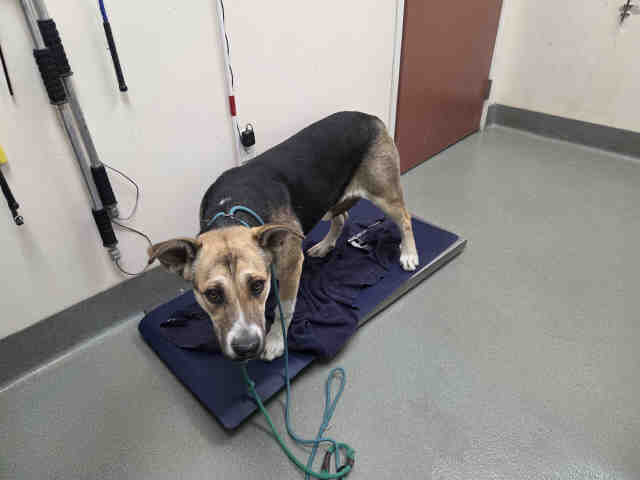 Adoptable Dog