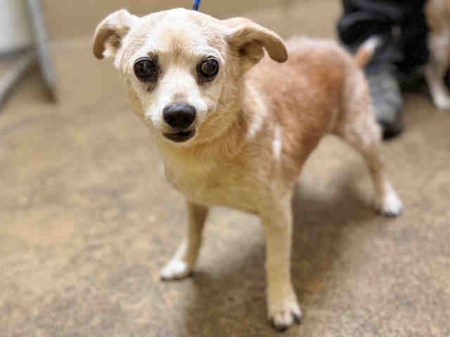 Adoptable Dog