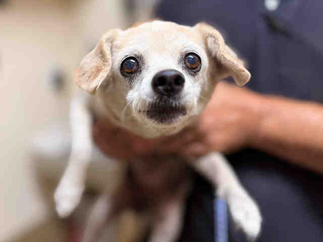 Adoptable Dog