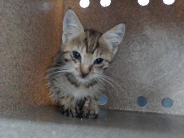 Adoptable Cat