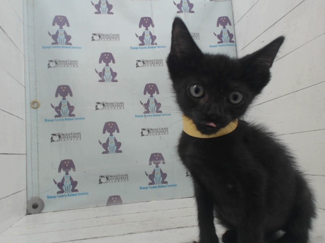 *Artemis