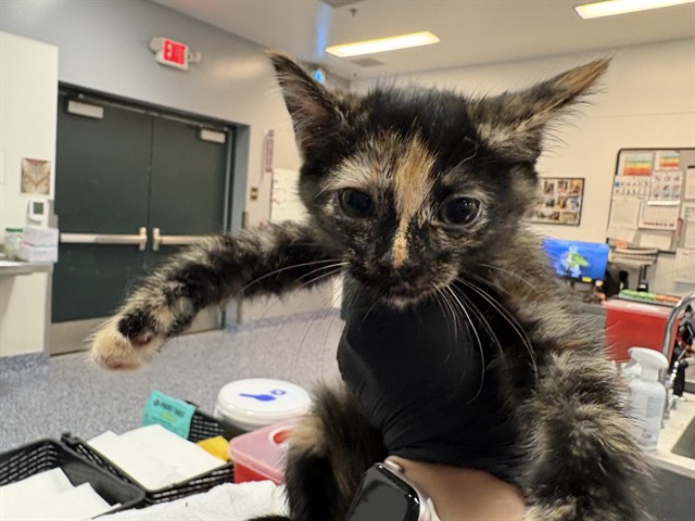 Adoptable Cat