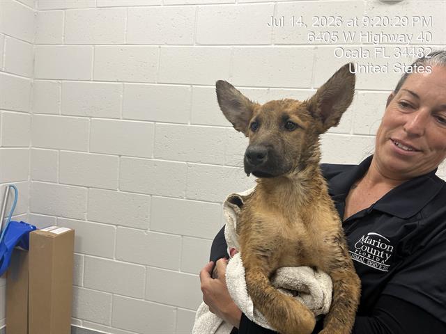Adoptable Dog