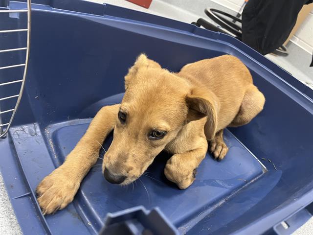 Adoptable Dog