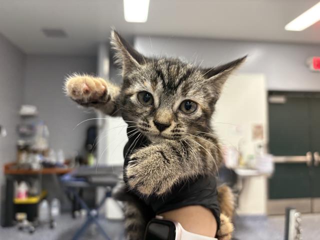Adoptable Cat
