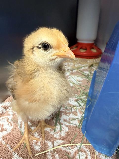 Adoptable Bird