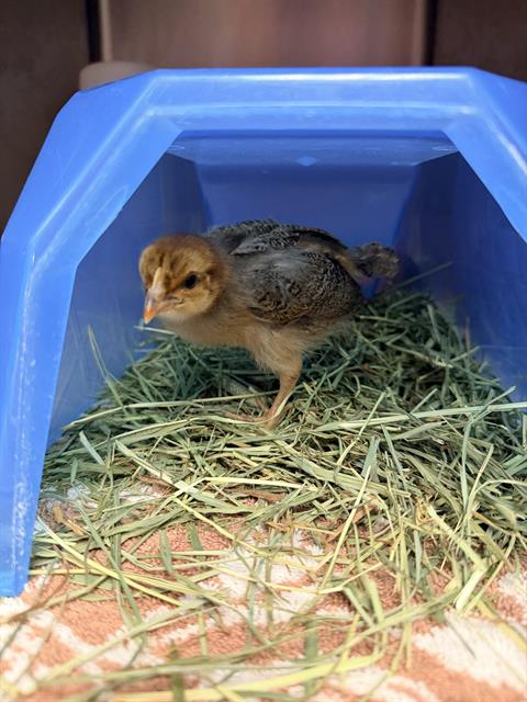 Adoptable Bird