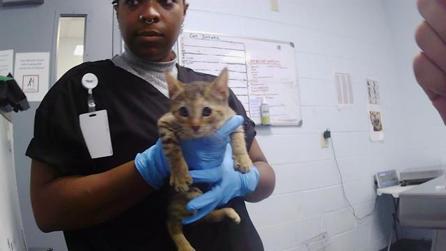 Adoptable Cat
