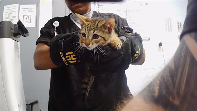 Adoptable Cat