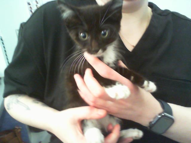 Adoptable Cat