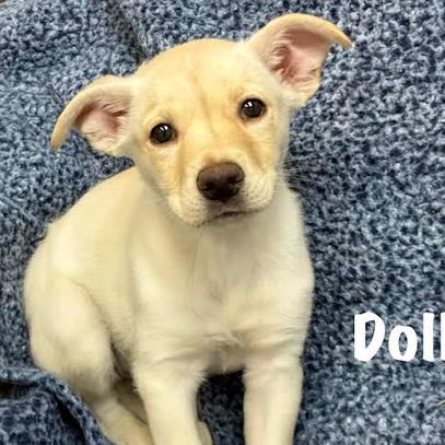 Dolly