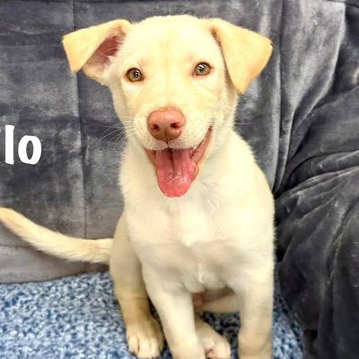 Milo