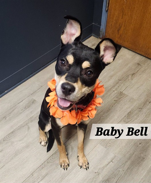 Baby Bell