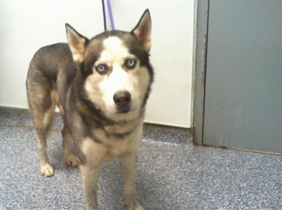 Adoptable Dog