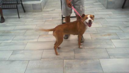 Adoptable Dog