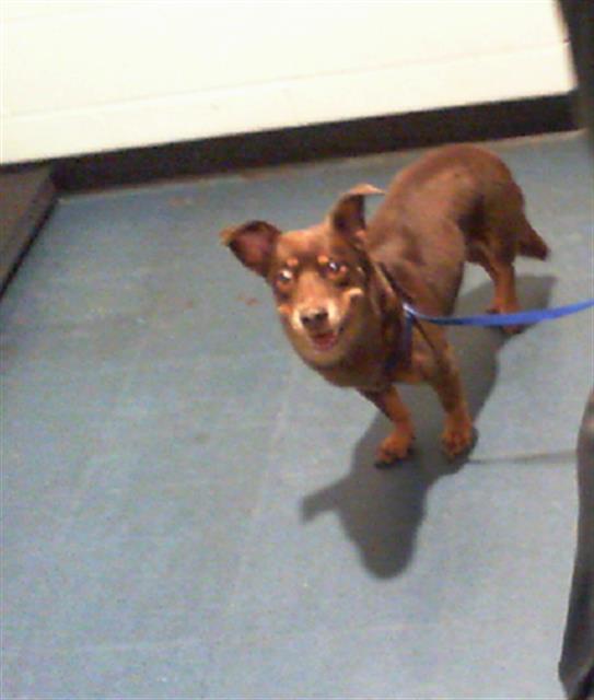 Adoptable Dog