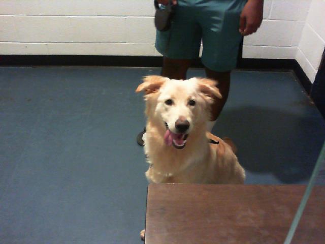 Adoptable Dog