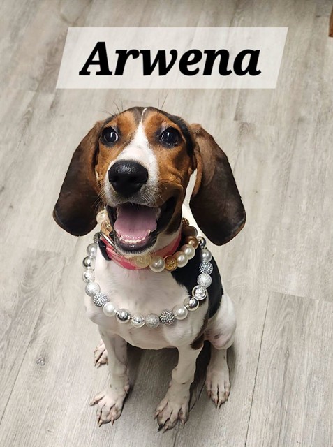 Arwena