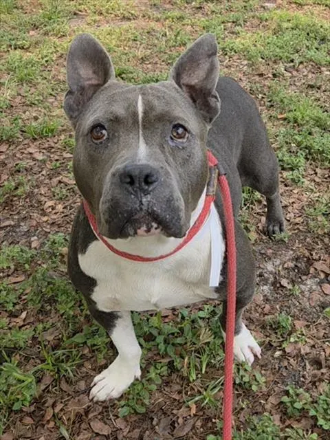 Della