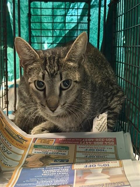 Adoptable Cat