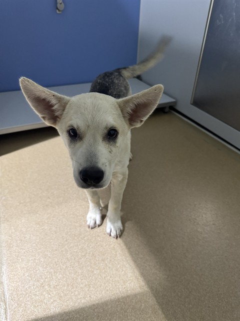 Adoptable Dog