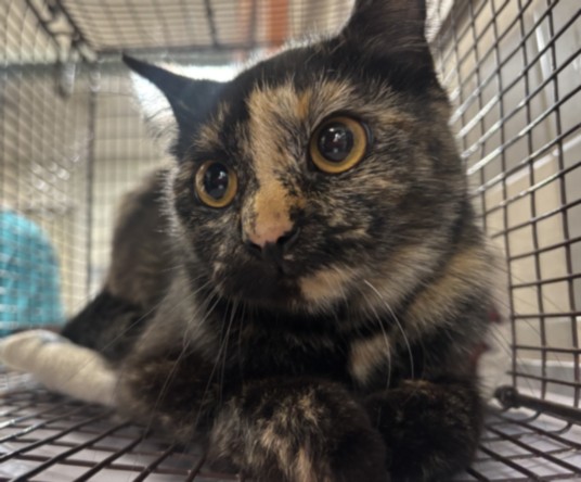 Adoptable Cat