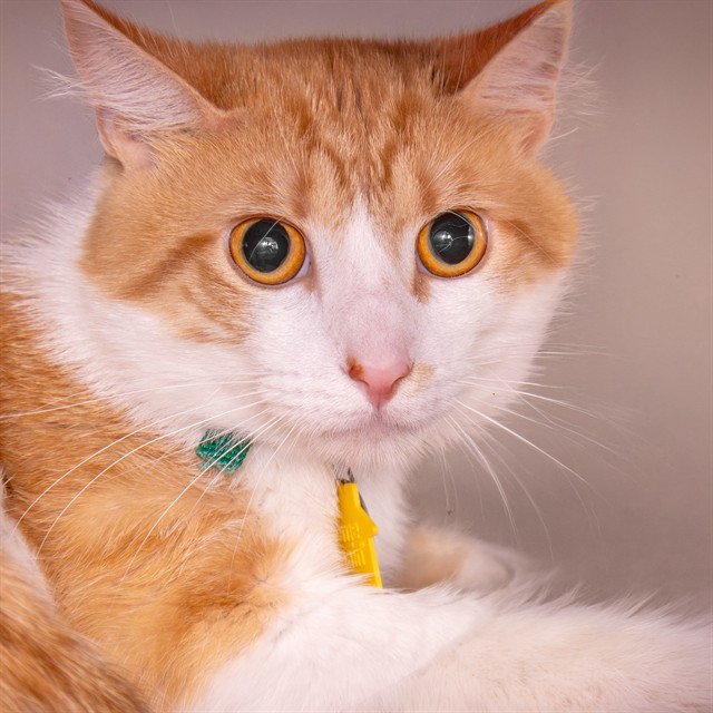 Mr Kitty