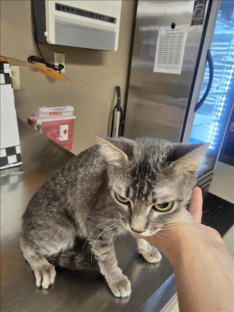 Adoptable Cat