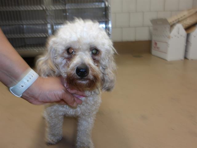 Adoptable Dog