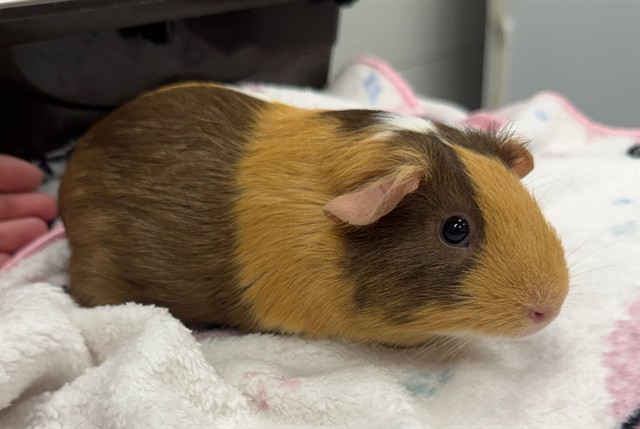 Henrietta
