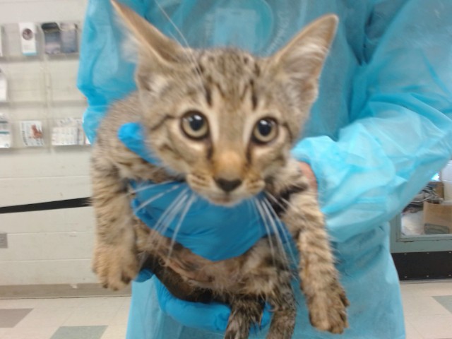 Adoptable Cat