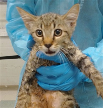 Adoptable Cat