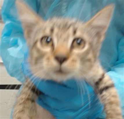 Adoptable Cat