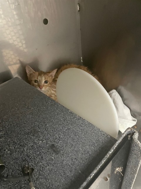 Adoptable Cat