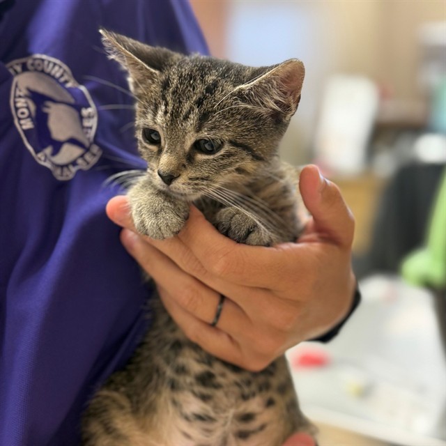 Frankie