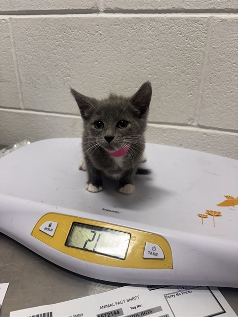 *Kit Kat