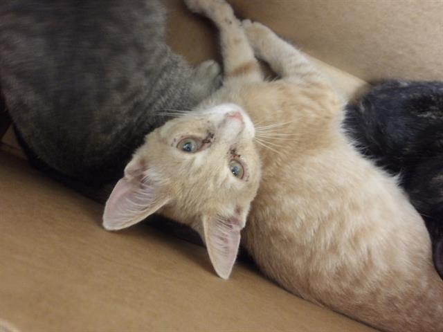 Adoptable Cat