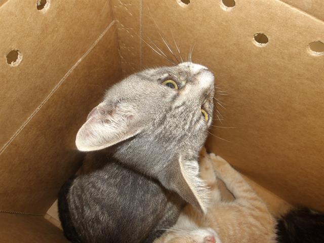Adoptable Cat