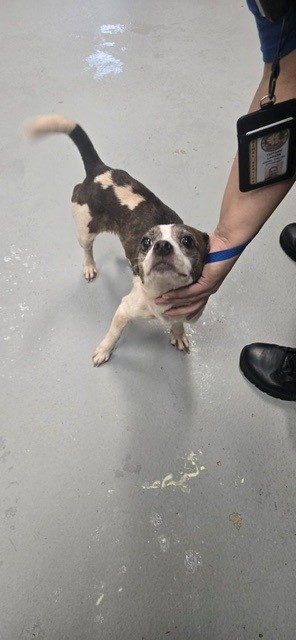 Adoptable Dog